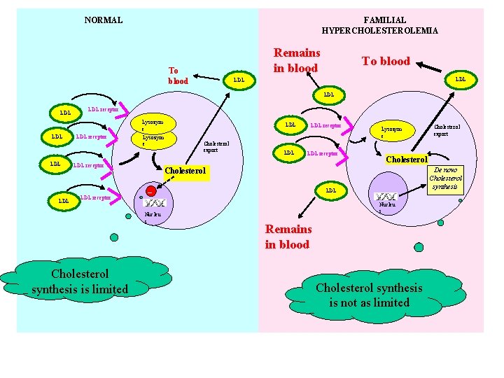 NORMAL FAMILIAL HYPERCHOLESTEROLEMIA Remains in blood To blood LDL LDL LDL receptor Lysozym e