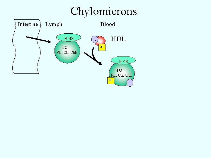 Chylomicrons Intestine Lymph Blood B-48 TG PL, Ch. E HDL C E B-48 TG