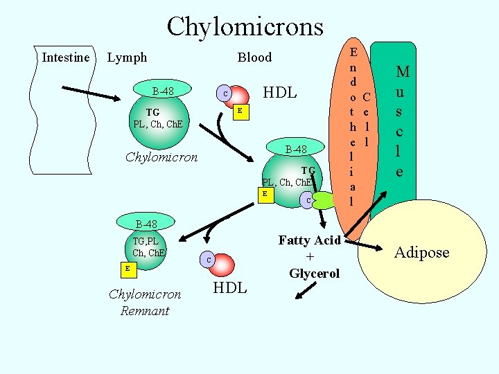 Chylomicrons Intestine Lymph Blood B-48 HDL C E TG PL, Ch. E B-48 Chylomicron