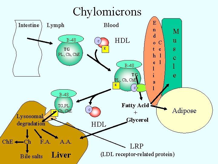 Chylomicrons Intestine Lymph Blood B-48 HDL C E TG PL, Ch. E B-48 TG