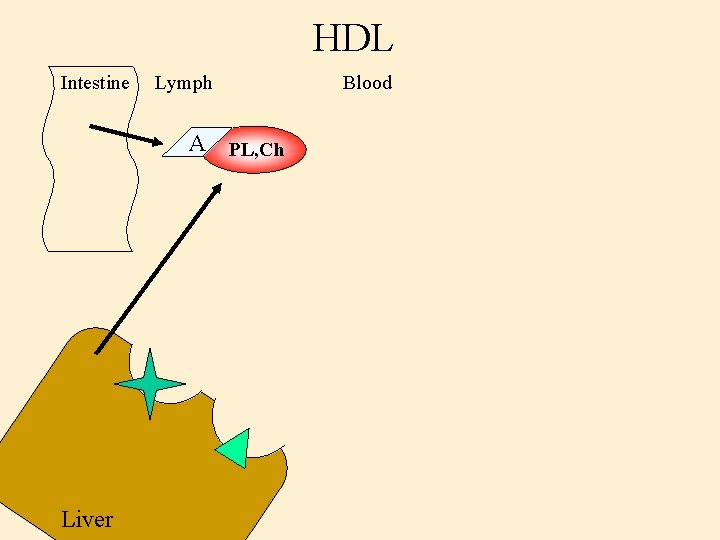 HDL Intestine Lymph A PL, Ch Liver Blood 