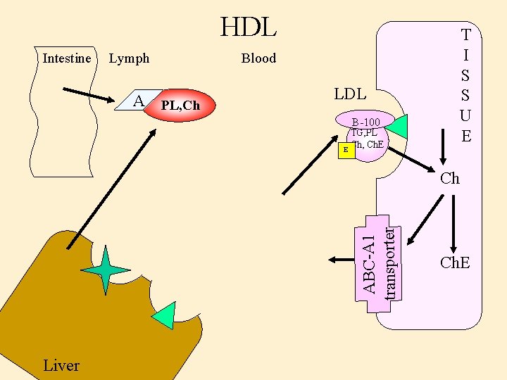 HDL Intestine Lymph A PL, Ch T I S S U E Blood LDL