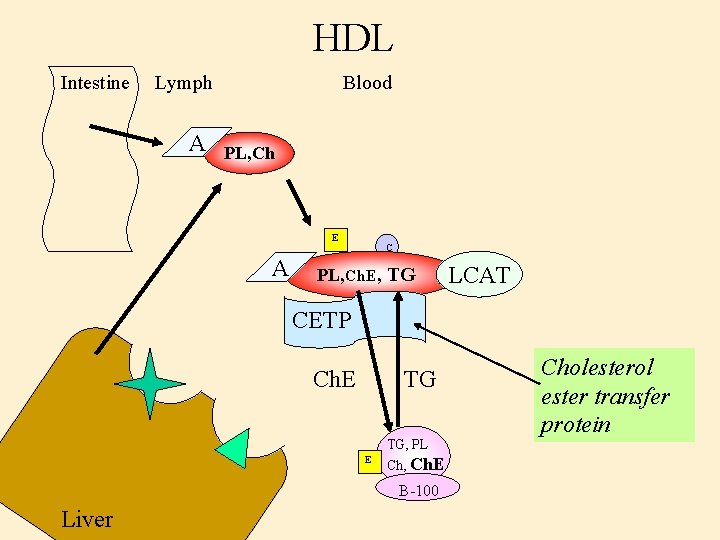 HDL Intestine Lymph A Blood PL, Ch E A C PL, Ch. E, TG