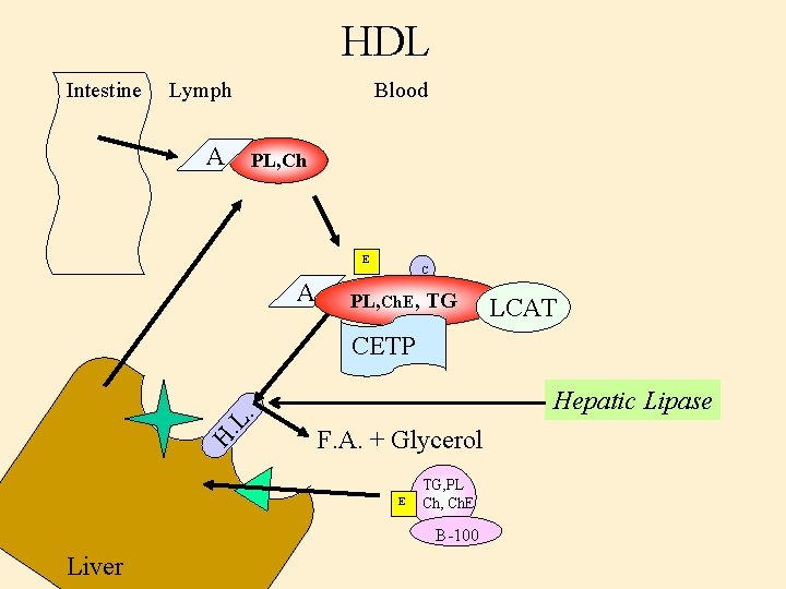 HDL Intestine Lymph A Blood PL, Ch E A C PL, Ch. E, TG