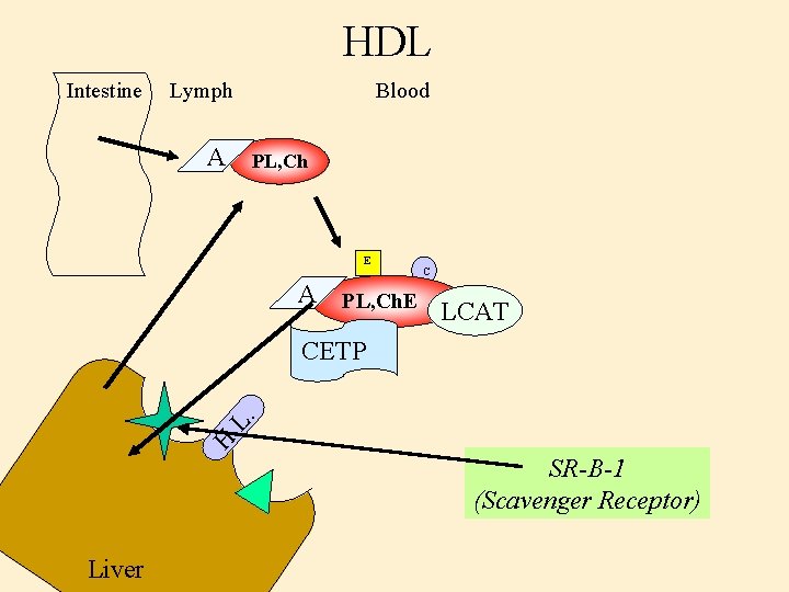 HDL Intestine Lymph A Blood PL, Ch E C A PL, Ch. E LCAT