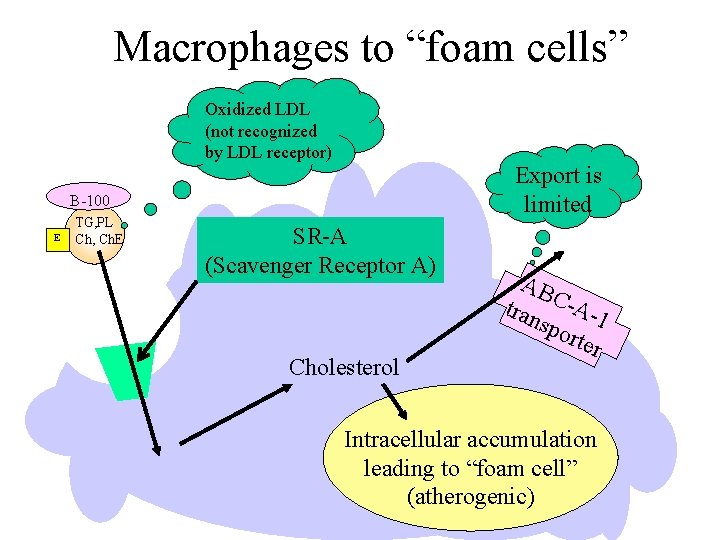 Macrophages to “foam cells” Oxidized LDL (not recognized by LDL receptor) Export is limited