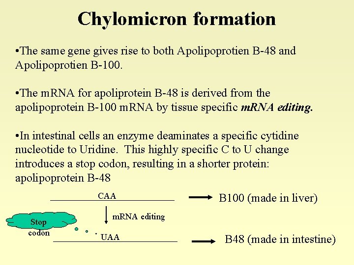 Chylomicron formation • The same gene gives rise to both Apolipoprotien B-48 and Apolipoprotien