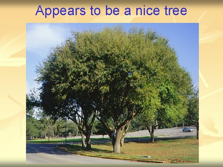 Appears to be a nice tree 