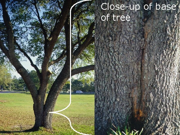 Close-up of base of tree 