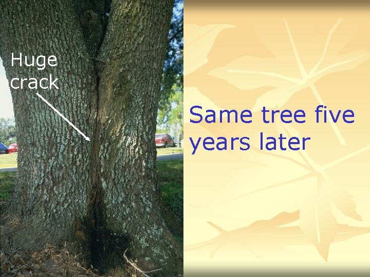 Huge crack Same tree five years later 