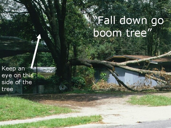 “Fall down go boom tree” Keep an eye on this side of the tree