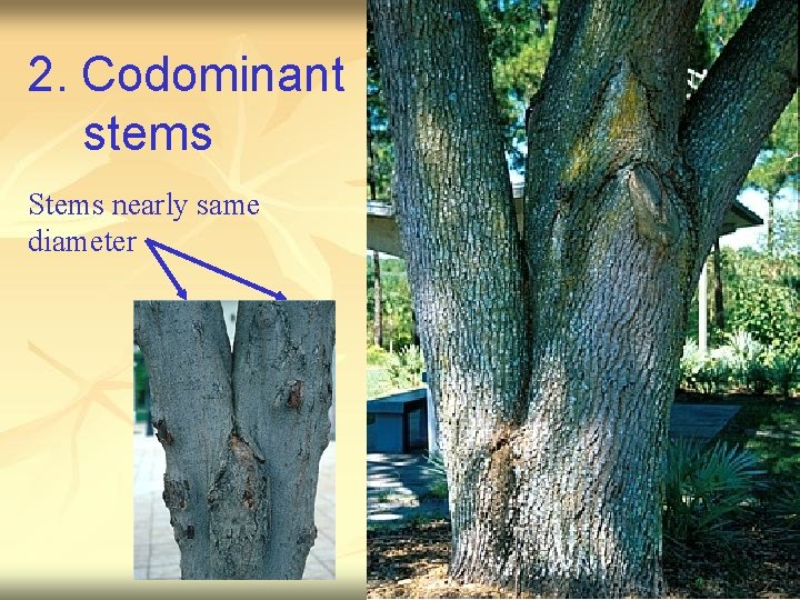 2. Codominant stems Stems nearly same diameter 
