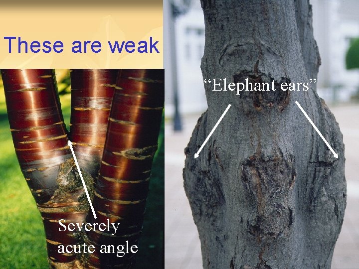 These are weak “Elephant ears” Severely acute angle 