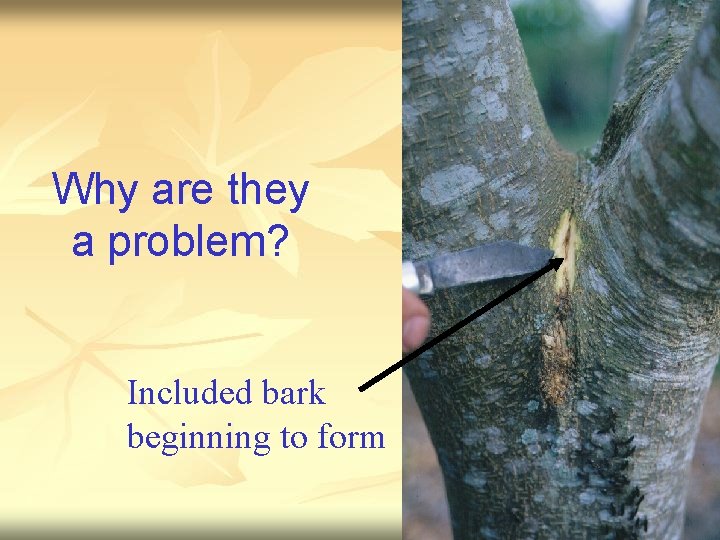 Why are they a problem? Included bark beginning to form 