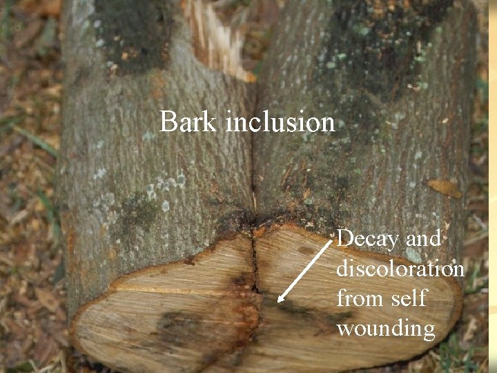 Bark inclusion Decay and discoloration from self wounding 