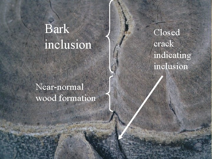Bark inclusion Near-normal wood formation Closed crack indicating inclusion 