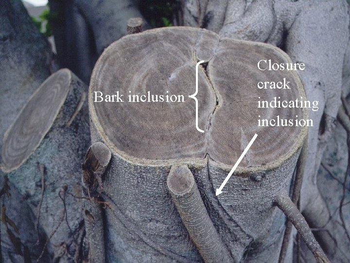 Bark inclusion Closure crack indicating inclusion 