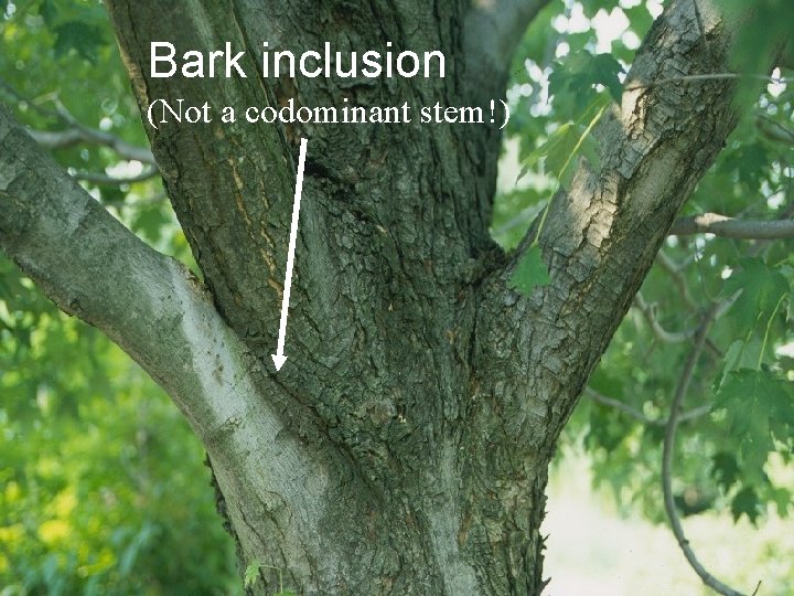 Bark inclusion (Not a codominant stem!) 