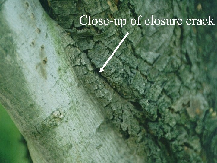 Close-up of closure crack 