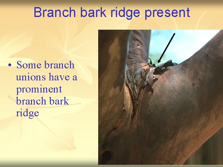 Branch bark ridge present • Some branch unions have a prominent branch bark ridge