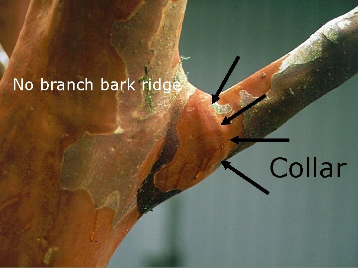 No branch bark ridge Collar 