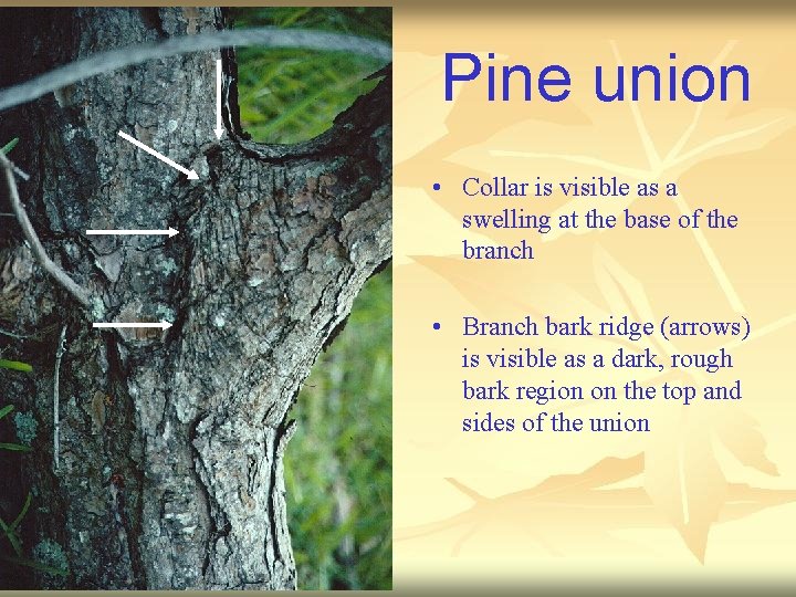 Pine union • Collar is visible as a swelling at the base of the