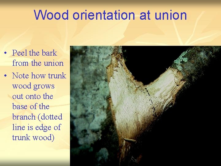 Wood orientation at union • Peel the bark from the union • Note how