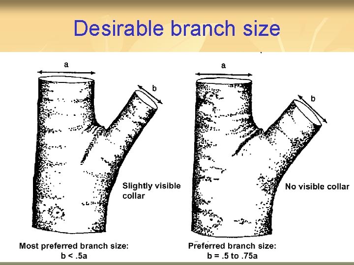 Desirable branch size 