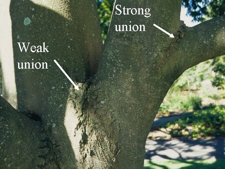 Strong union Weak union 