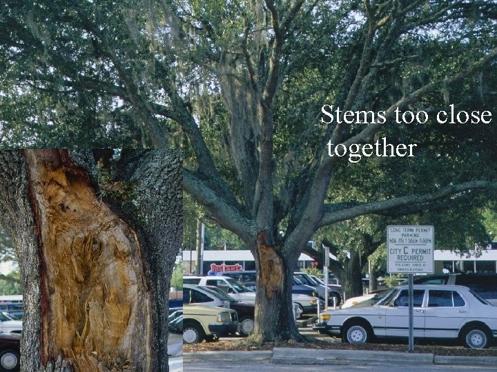 Stems too close together 