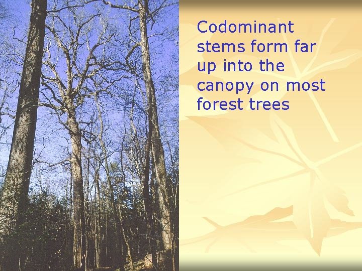 Codominant stems form far up into the canopy on most forest trees 