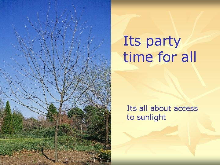 Its party time for all Its all about access to sunlight 