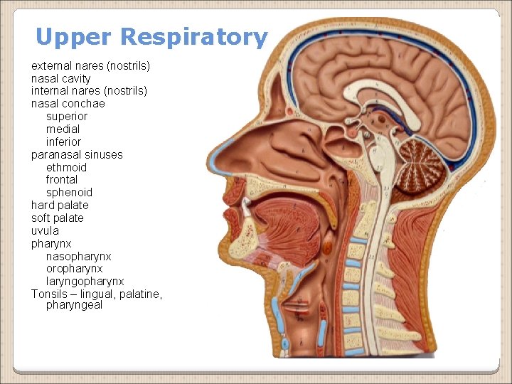 Upper Respiratory external nares (nostrils) nasal cavity internal nares (nostrils) nasal conchae superior medial