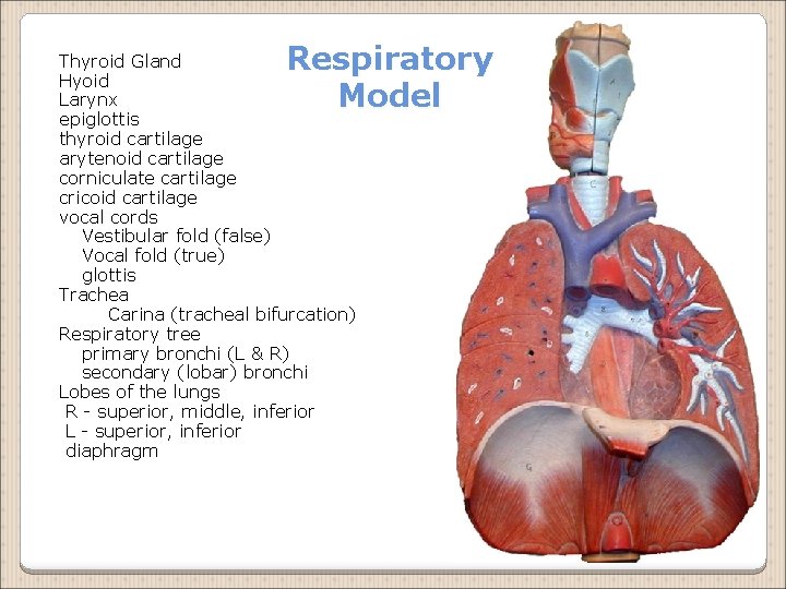 Respiratory Model Thyroid Gland Hyoid Larynx epiglottis thyroid cartilage arytenoid cartilage corniculate cartilage cricoid