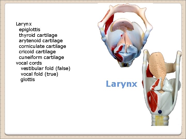 Larynx epiglottis thyroid cartilage arytenoid cartilage corniculate cartilage cricoid cartilage cuneiform cartilage vocal cords