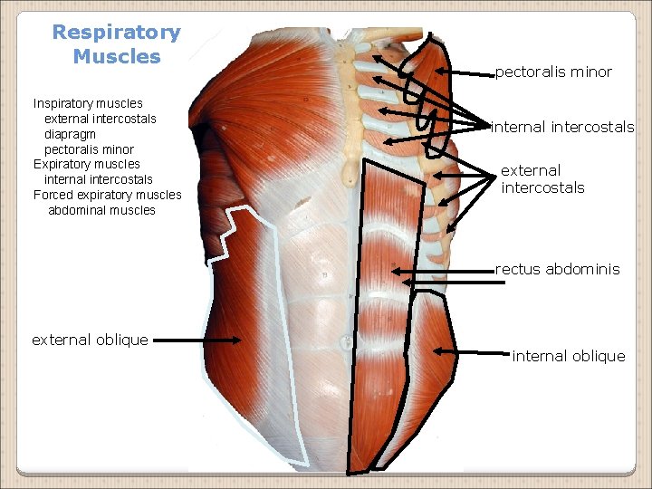 Respiratory Muscles Inspiratory muscles external intercostals diapragm pectoralis minor Expiratory muscles internal intercostals Forced