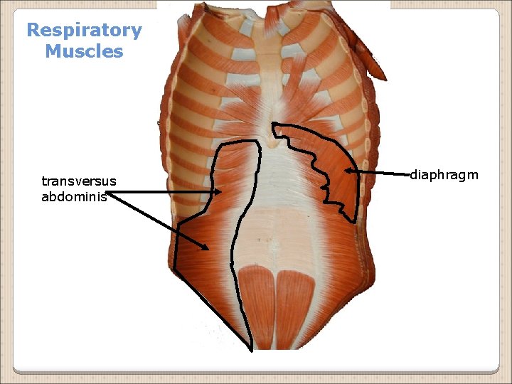 Respiratory Muscles transversus abdominis diaphragm 