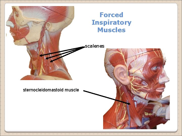 Forced Inspiratory Muscles scalenes sternocleidomastoid muscle 