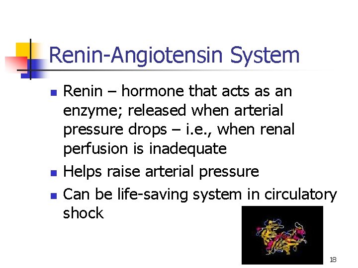 Renin-Angiotensin System n n n Renin – hormone that acts as an enzyme; released