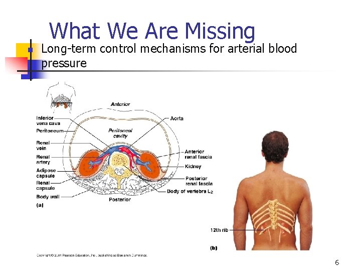 What We Are Missing n Long-term control mechanisms for arterial blood pressure 6 