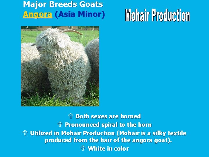 Major Breeds Goats Angora (Asia Minor) U Both sexes are horned U Pronounced spiral
