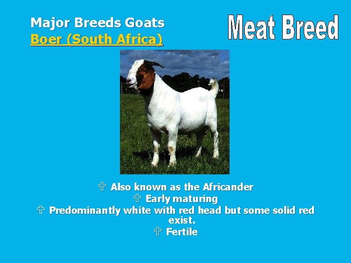 Major Breeds Goats Boer (South Africa) U Also known as the Africander U Early