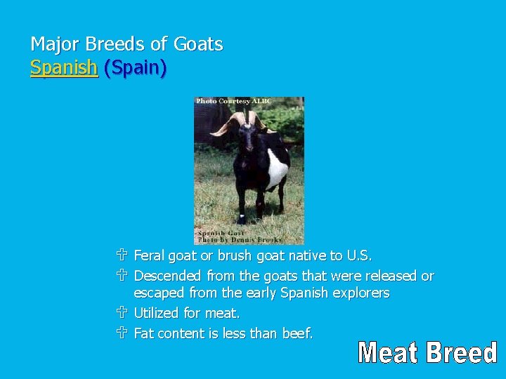 Major Breeds of Goats Spanish (Spain) U Feral goat or brush goat native to