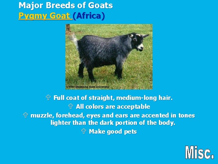Major Breeds of Goats Pygmy Goat (Africa) U Full coat of straight, medium-long hair.