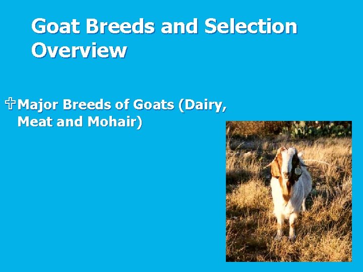 Goat Breeds and Selection Overview U Major Breeds of Goats (Dairy, Meat and Mohair)