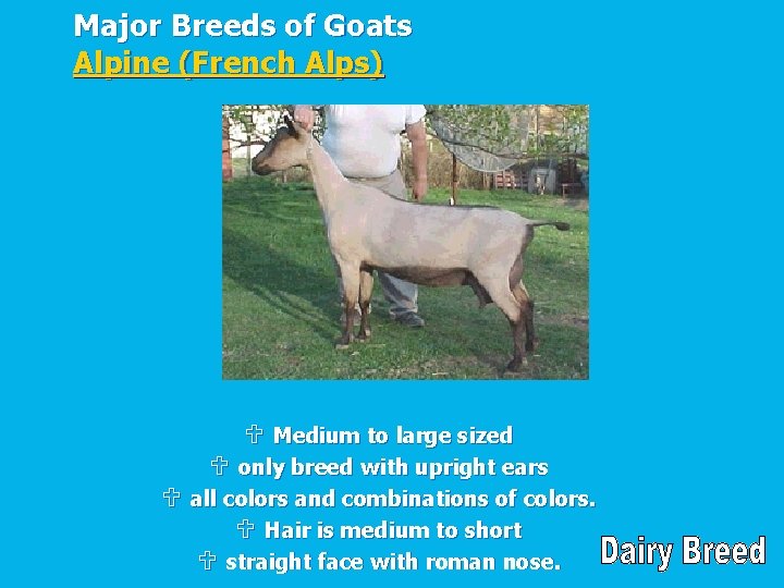 Major Breeds of Goats Alpine (French Alps) U Medium to large sized U only