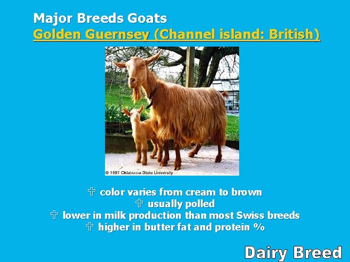 Major Breeds Goats Golden Guernsey (Channel island: British) U color varies from cream to