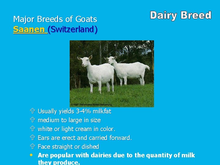 Major Breeds of Goats Saanen (Switzerland) U U U • Usually yields 3 -4%