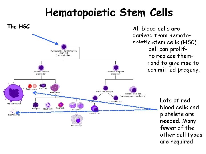 Hematopoietic Stem Cells The HSC All blood cells are derived from hematopoietic stem cells