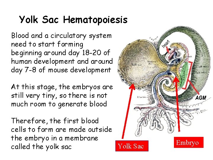 Yolk Sac Hematopoiesis Blood and a circulatory system need to start forming beginning around